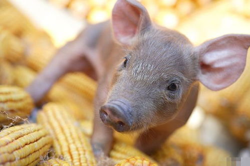 4月23號，屬豬人需謹慎應(yīng)對潛在挑戰(zhàn)